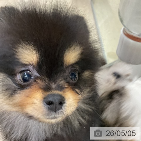 ポメラニアンの写真