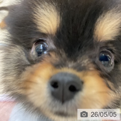 ポメラニアンの写真