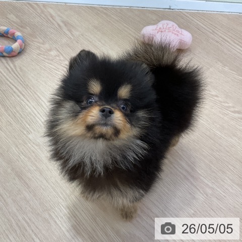 ポメラニアンの写真