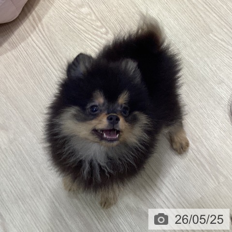 ポメラニアンの写真