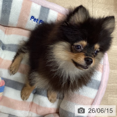 ポメラニアンの写真