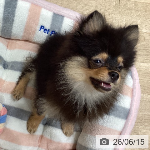 ポメラニアンの写真