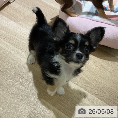 チワワの写真