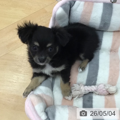 チワワの写真