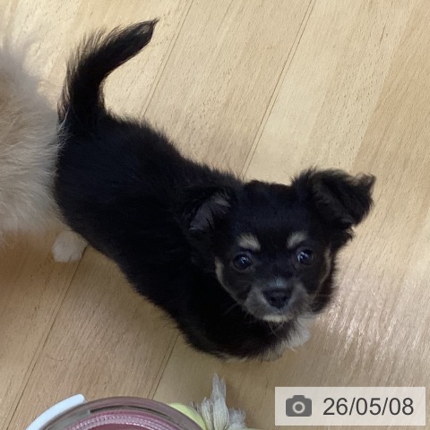 チワワの写真