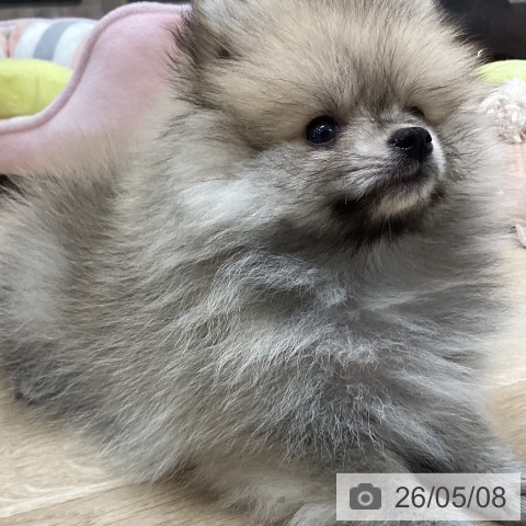 岐阜県のポメラニアン (ペットプラス 各務原店/2026年3月1日生まれ/男の子/オレンジ)の子犬の4枚目の画像