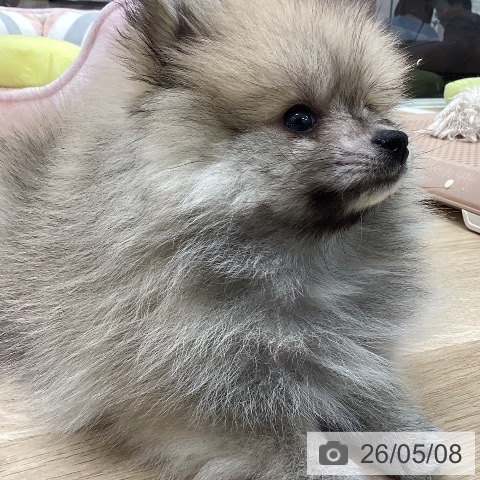 岐阜県のポメラニアン (ペットプラス 各務原店/2026年3月1日生まれ/男の子/オレンジ)の子犬の3枚目の画像