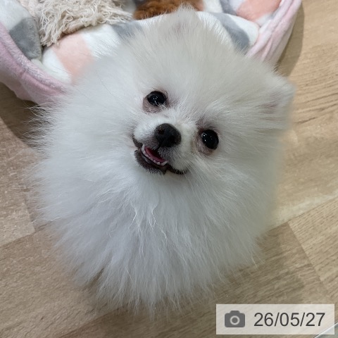 愛知県のポメラニアン (ペットプラス 岡崎店/2026年3月1日生まれ/男の子/クリーム)の子犬の4枚目の画像
