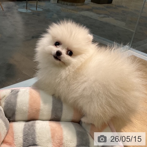 愛知県のポメラニアン (ペットプラス 岡崎店/2026年3月1日生まれ/男の子/クリーム)の子犬の3枚目の画像