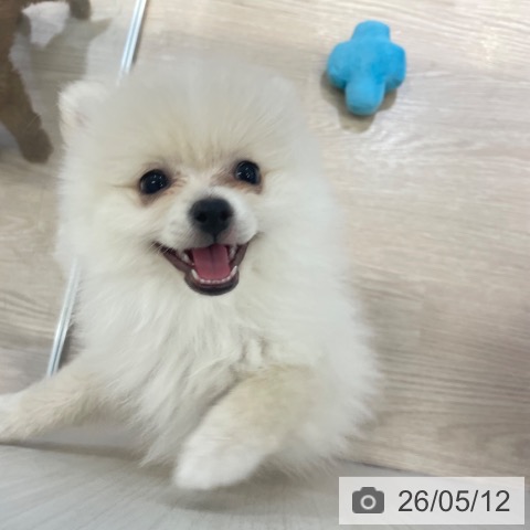 富山県のポメラニアン (ペットプラス 高岡店/2026年3月1日生まれ/女の子/クリーム)の子犬の3枚目の画像