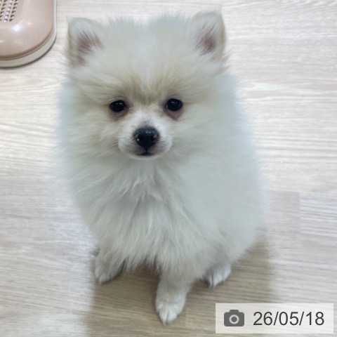 富山県のポメラニアン (ペットプラス 高岡店/2026年3月1日生まれ/女の子/クリーム)の子犬の4枚目の画像