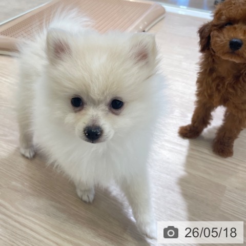 富山県のポメラニアン (ペットプラス 高岡店/2026年3月1日生まれ/女の子/クリーム)の子犬の3枚目の画像