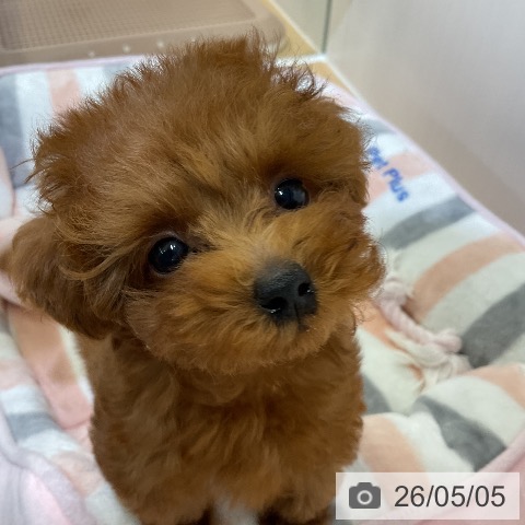 愛知県のトイプードル(トイ) (ペットプラス ナゴヤドーム前店/2026年2月24日生まれ/男の子/レッド)の子犬の4枚目の画像
