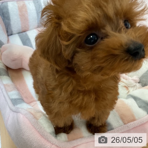愛知県のトイプードル(トイ) (ペットプラス ナゴヤドーム前店/2026年2月24日生まれ/男の子/レッド)の子犬の3枚目の画像