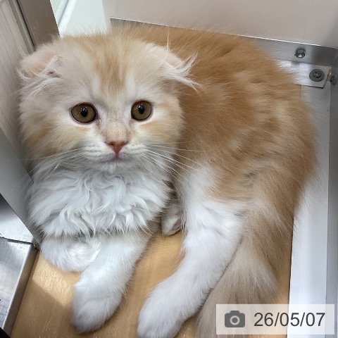 スコティッシュフォールドの写真