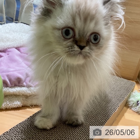 スコティッシュフォールドの写真
