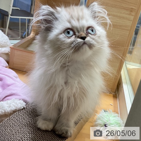 スコティッシュフォールドの写真