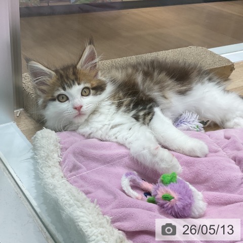 愛知県のメインクーン (ペットプラス 熱田店/2026年3月4日生まれ/女の子/ブラウンクラシックタビーホワイト)の子猫の3枚目の画像