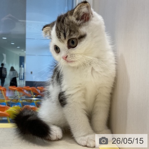 スコティッシュフォールドの写真