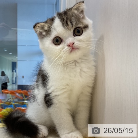 奈良県のスコティッシュフォールド (ペットプラス 大和郡山店/2026年3月4日生まれ/男の子/ブラウンタビーホワイト)の子猫の4枚目の画像