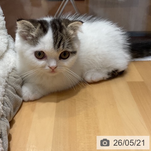 奈良県のスコティッシュフォールド (ペットプラス 大和郡山店/2026年3月4日生まれ/男の子/ブラウンタビーホワイト)の子猫の3枚目の画像
