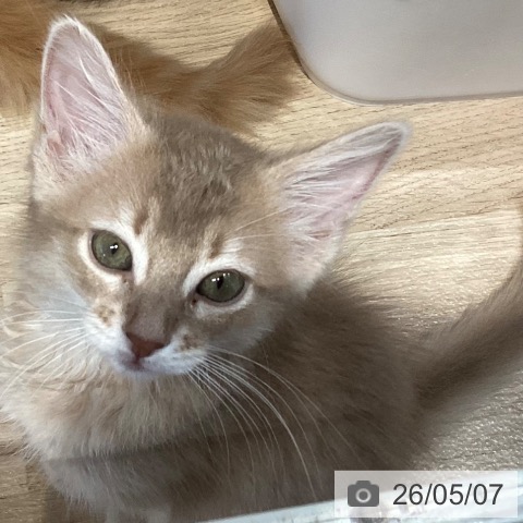 岐阜県のソマリ (ペットプラス 各務原店/2026年3月1日生まれ/女の子/フォーン)の子猫の4枚目の画像