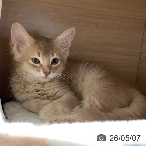 岐阜県のソマリ (ペットプラス 各務原店/2026年3月1日生まれ/女の子/フォーン)の子猫の3枚目の画像