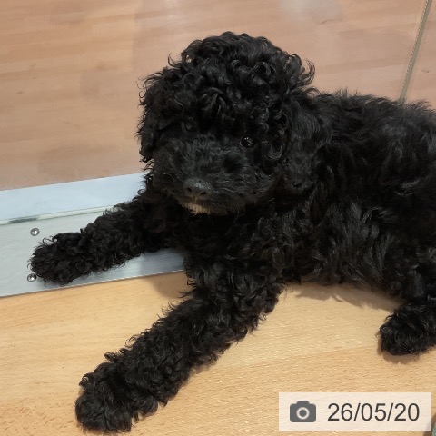 愛知県のトイプードル(トイ) (ペットプラス 名古屋茶屋店/2026年3月4日生まれ/男の子/ブラック)の子犬の4枚目の画像