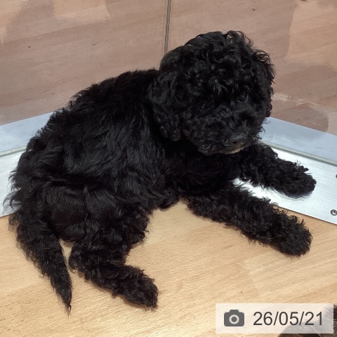 愛知県のトイプードル(トイ) (ペットプラス 名古屋茶屋店/2026年3月4日生まれ/男の子/ブラック)の子犬の3枚目の画像