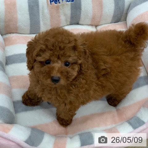 岐阜県のトイプードル(トイ) (ペットプラス 光ケ丘店/2026年3月4日生まれ/女の子/レッド)の子犬の4枚目の画像