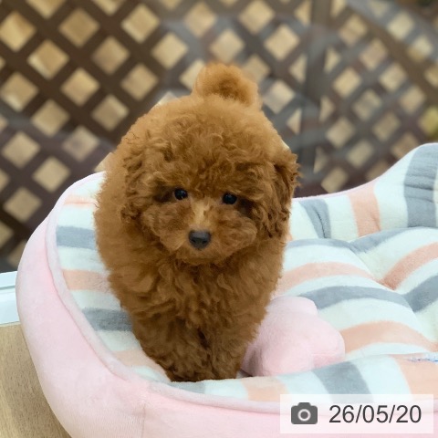 岐阜県のトイプードル(トイ) (ペットプラス 光ケ丘店/2026年3月4日生まれ/女の子/レッド)の子犬の4枚目の画像