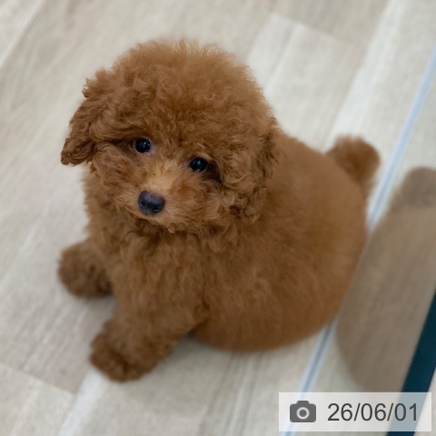 岐阜県のトイプードル(トイ) (ペットプラス 光ケ丘店/2026年3月4日生まれ/女の子/レッド)の子犬の4枚目の画像