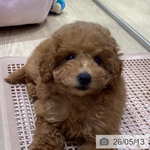 愛知県のトイプードル(トイ) (ペットプラス イオンモール長久手店/2026年3月4日生まれ/女の子/アプリコット)の子犬の4枚目の画像