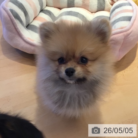 ポメラニアンの写真