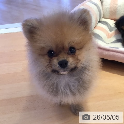 ポメラニアンの写真