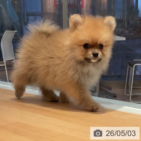 ポメラニアンの写真
