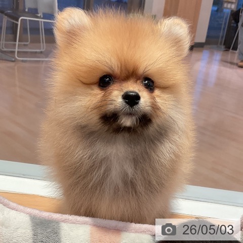 ポメラニアンの写真