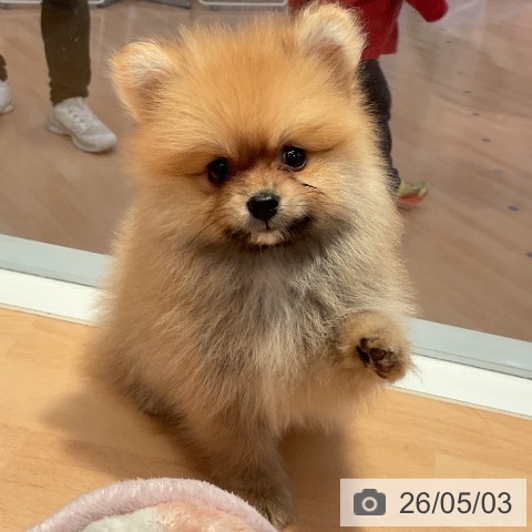 ポメラニアンの写真