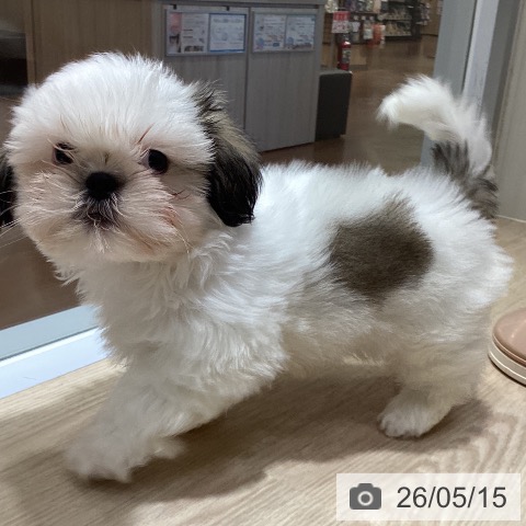 愛知県のシーズー (ペットプラス イオンモール長久手店/2026年3月4日生まれ/男の子/ホワイトゴールド)の子犬の3枚目の画像