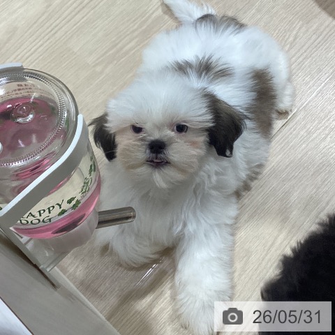 愛知県のシーズー (ペットプラス 上飯田店/2026年3月4日生まれ/男の子/ホワイトゴールド)の子犬の4枚目の画像