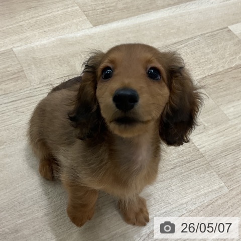 ミニチュア・ダックスフンドの写真