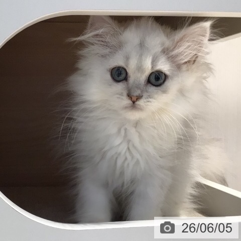 三重県のペルシャ (ペッツワン 桑名店/2026年2月28日生まれ/男の子/チンチラシルバー)の子猫の4枚目の画像