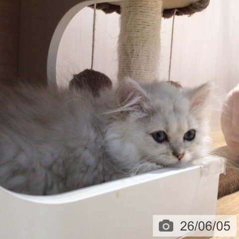三重県のペルシャ (ペッツワン 桑名店/2026年2月28日生まれ/男の子/チンチラシルバー)の子猫の3枚目の画像