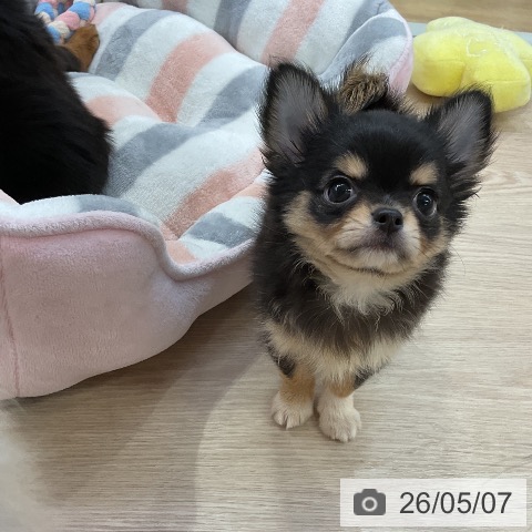 チワワの写真