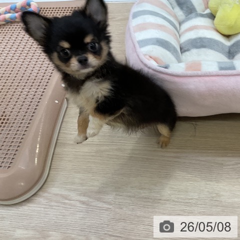 チワワの写真