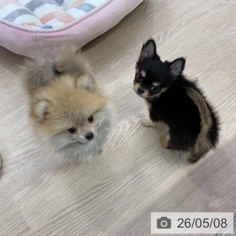 チワワの写真