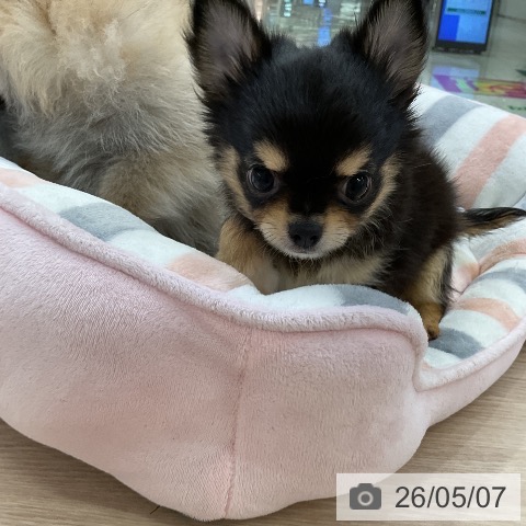 チワワの写真