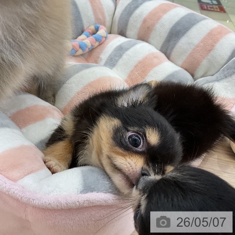 チワワの写真