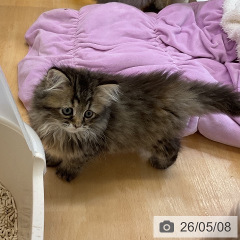 サイベリアンの写真