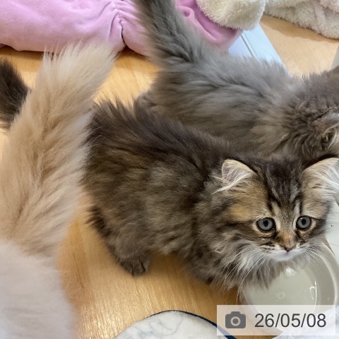 サイベリアンの写真